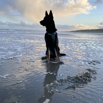 Ein Hund am Strand