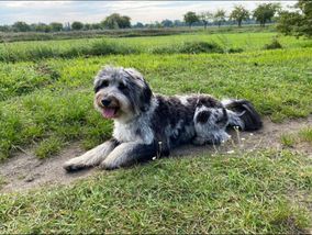 Hund liegt auf einer Wiese