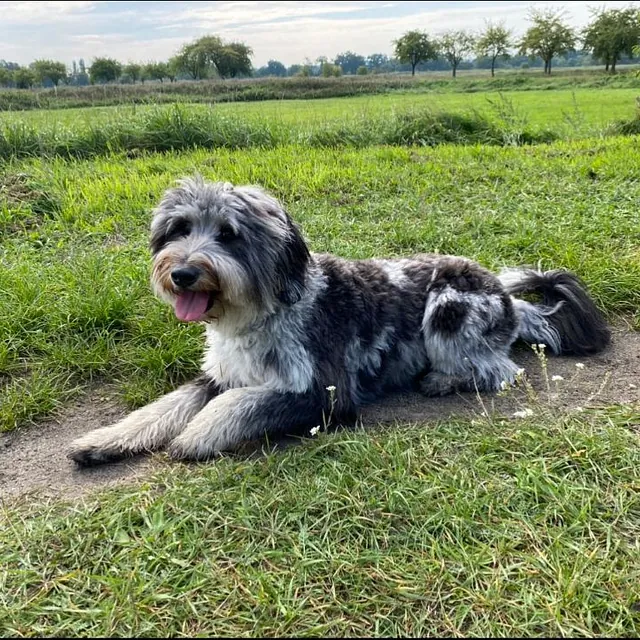 Hund liegt auf einer Wiese