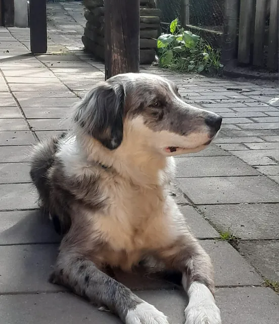 Hunteschnauze - Hundeschule