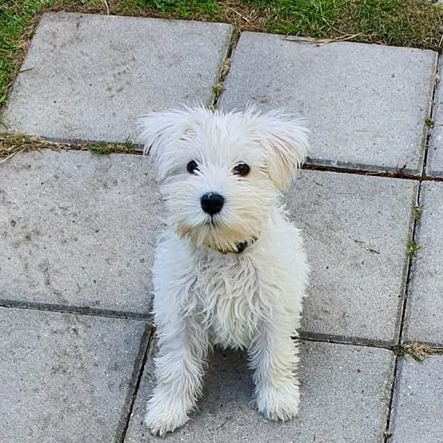 Hunteschnauze - Hundeschule