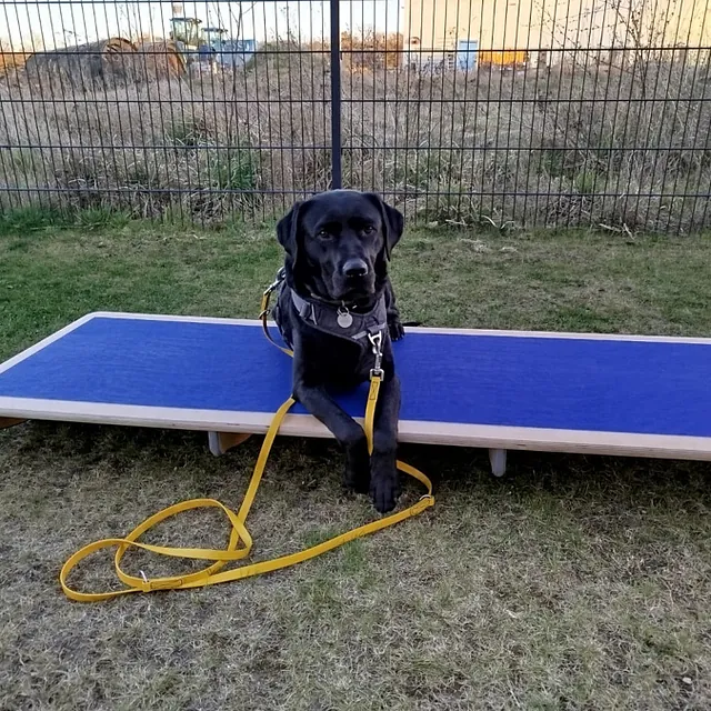 Hunteschnauze - Hundeschule