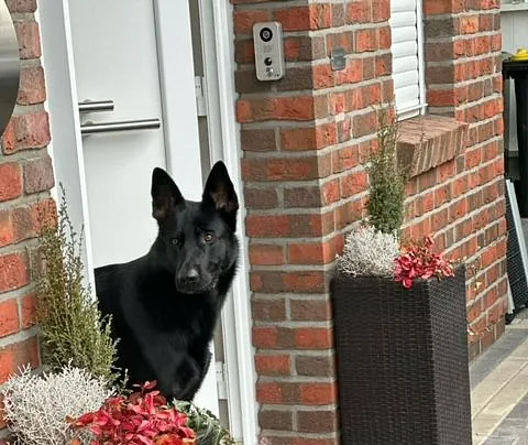 Yoda