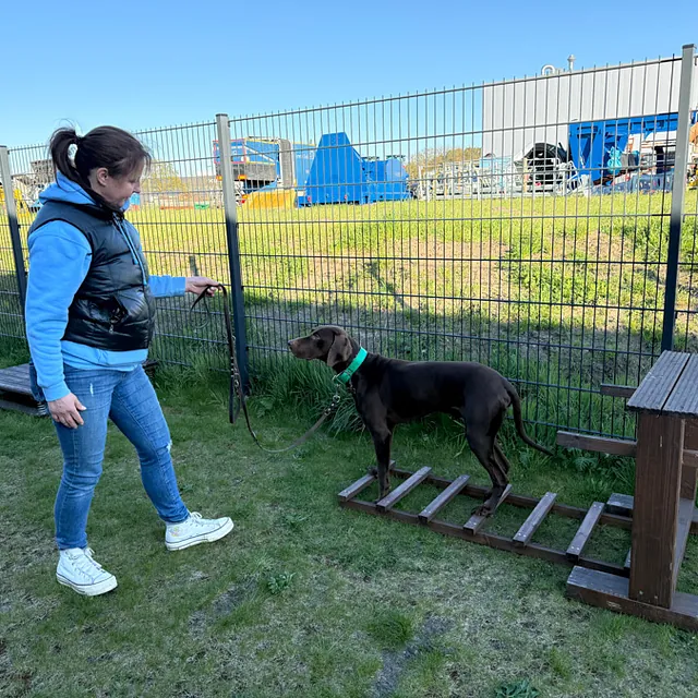 Hunteschnauze - Hundeschule