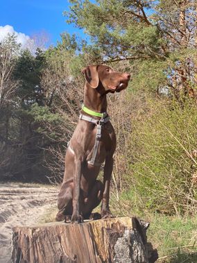 Hund sitzt auf einem Stein