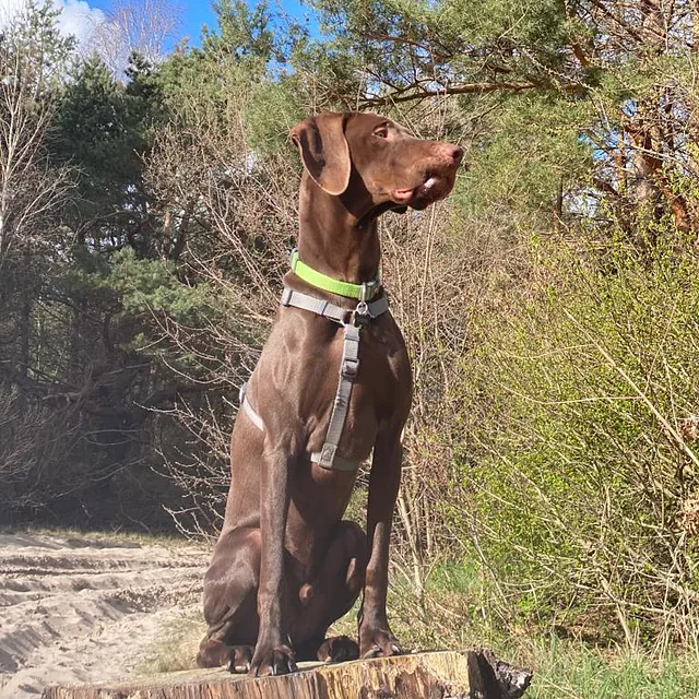 Hund sitzt auf einem Stein