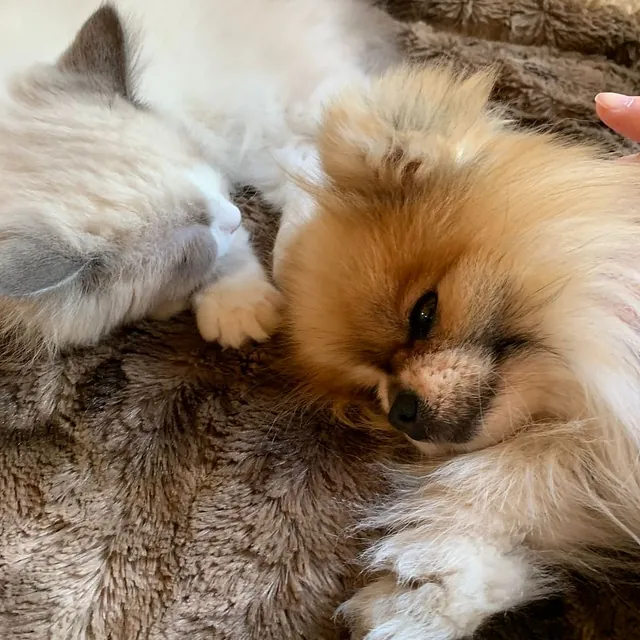 Zwei Hund kuscheln zusammen