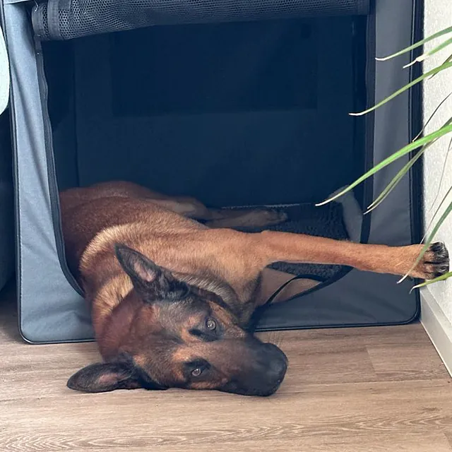 Hunteschnauze - Hundeschule