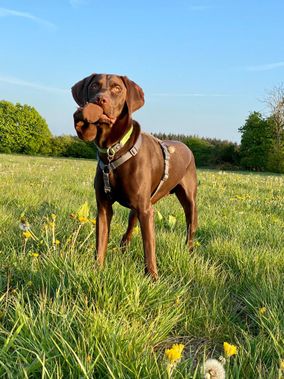 Hund auf einer Wiese