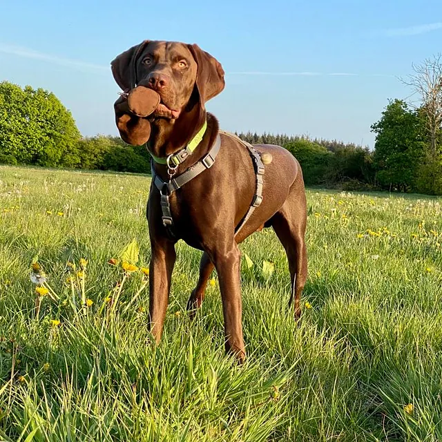 Hund auf einer Wiese