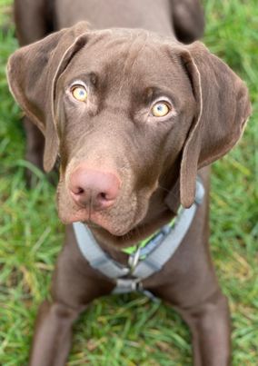 Hund liegt im Gras