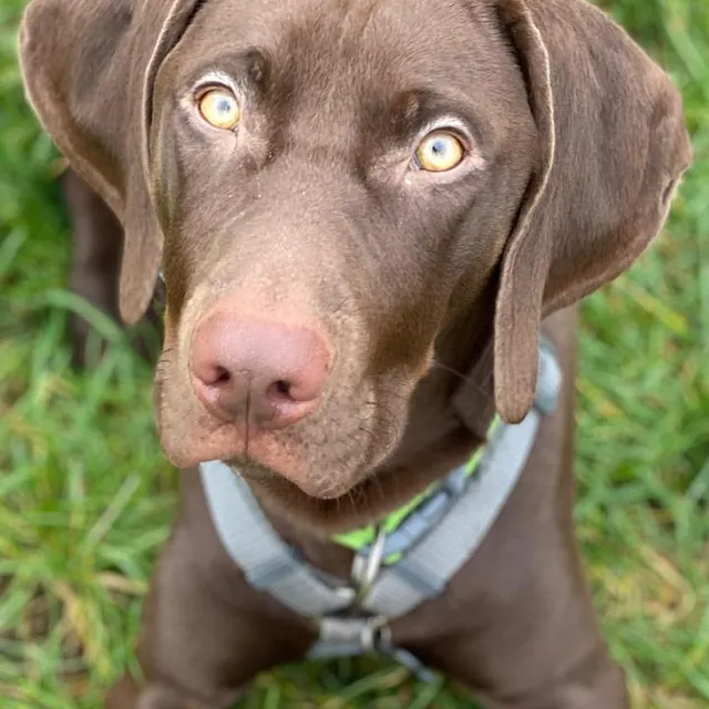 Hund liegt im Gras