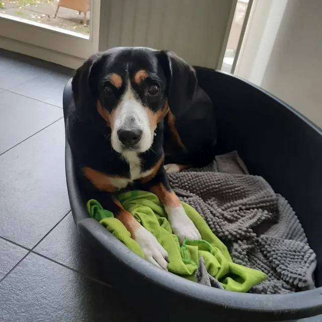 Hund im Hundebett