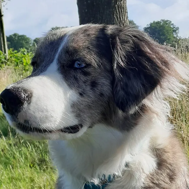 Hunteschnauze - Hundeschule