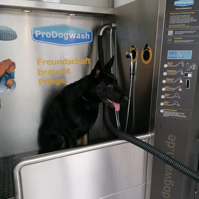 Hund im Hundesalon