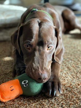 Hund kaut auf eine Ball