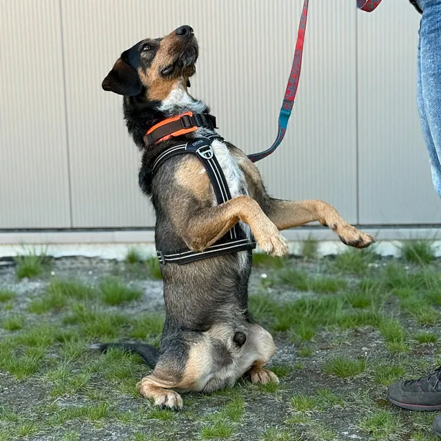 Hunteschnauze - Hundeschule