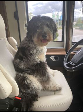 Hund hinter dem Steuer eines Autos