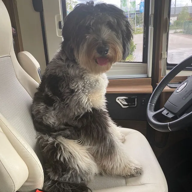 Hund hinter dem Steuer eines Autos
