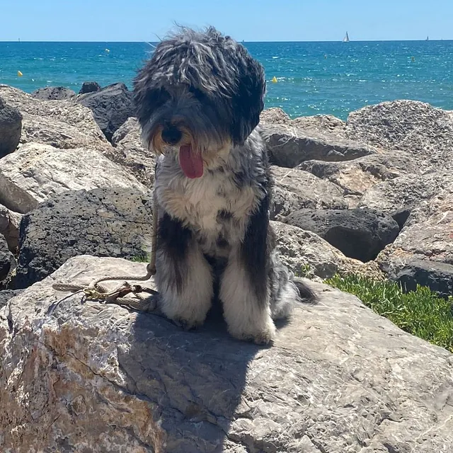 Hund am Meer