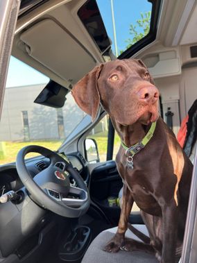 Hund im Auto