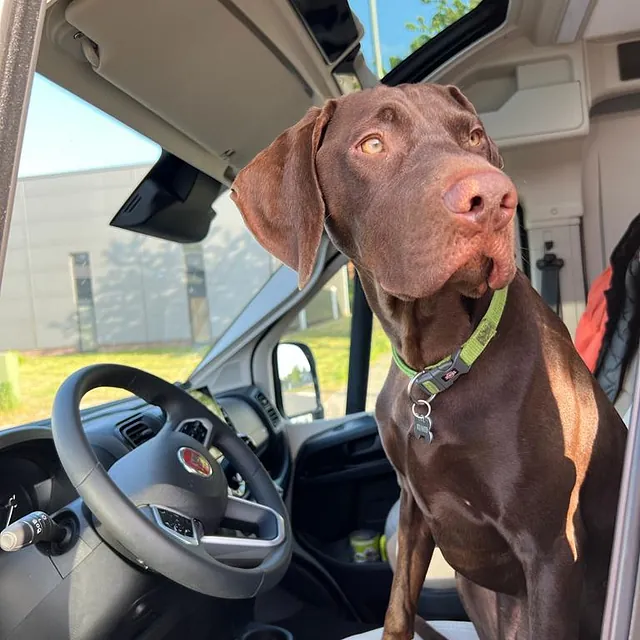 Hund im Auto