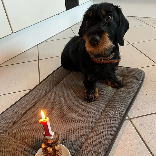 Hunteschnauze - Hundeschule