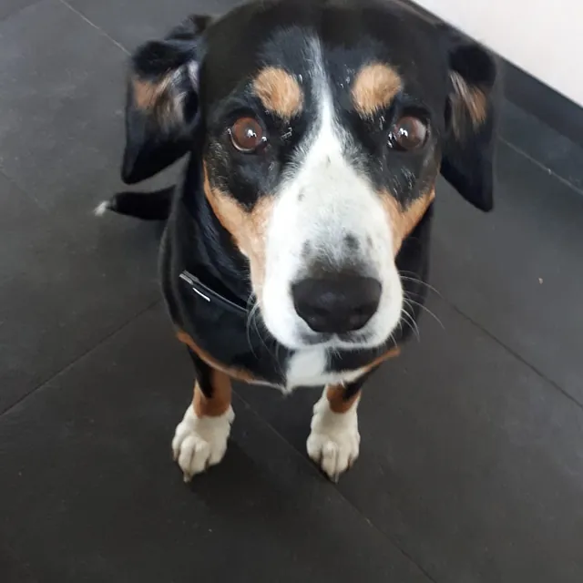 Hund sitzt vor seinem Frauchen und schaut sie an
