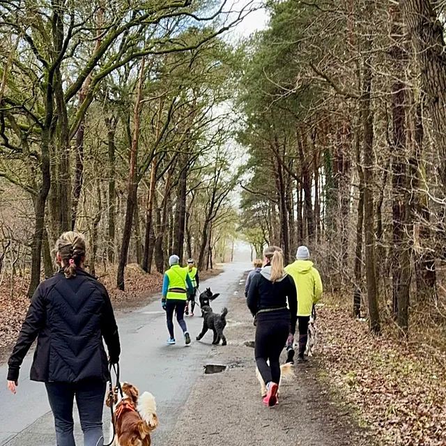 Hunteschnauze - Hundeschule