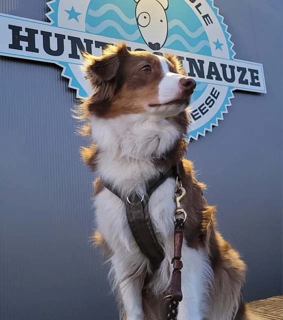 Hunteschnauze - Hundeschule