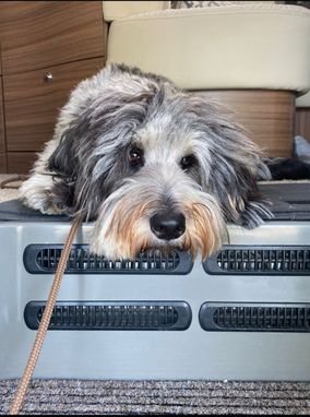 Hund hat seinen Kopf auf einem Computer