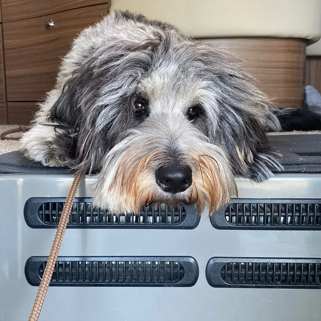 Hund hat seinen Kopf auf einem Computer