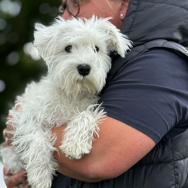 Hunteschnauze - Hundeschule