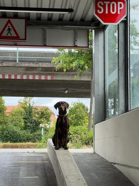 Hund wartet auf der Straße auf sein Herrchen