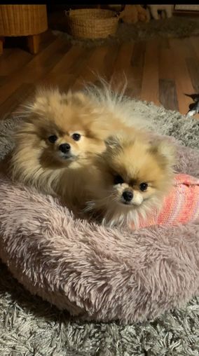 kleiner Hund im Hundebett