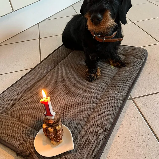 Hunteschnauze - Hundeschule