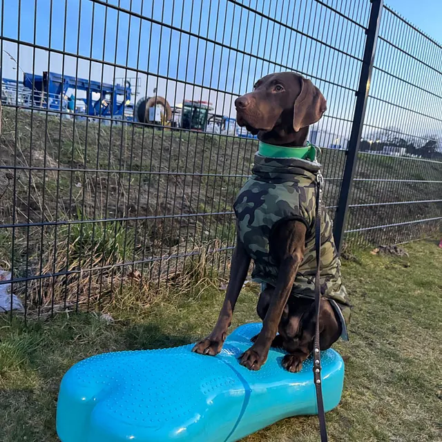 Hunteschnauze - Hundeschule