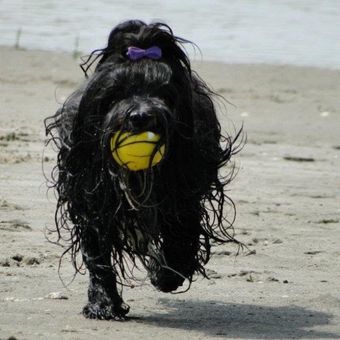 Hund Baley am Strand