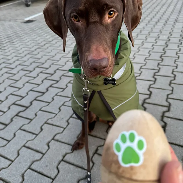 Hunteschnauze - Hundeschule