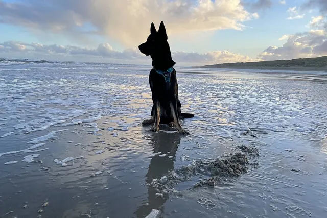 Ein Hund am Strand