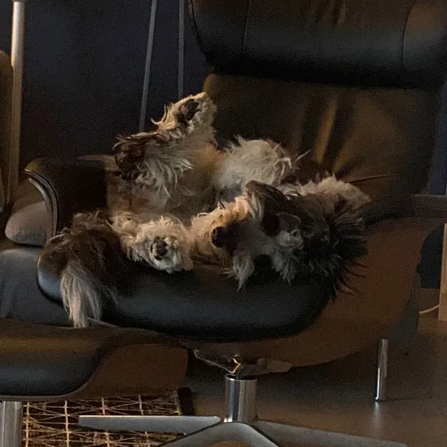 Schlafender Hund