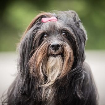 Hund Baley