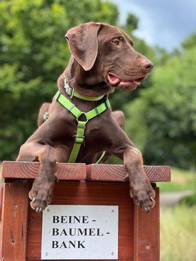 Hund mit Pfoten über einem Heck