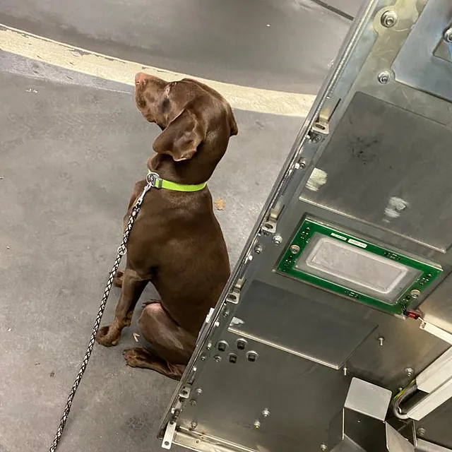 Hund wartet auf der Straße auf sein Herrchen