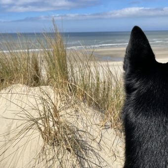 Ein Hund im Sand am Strand