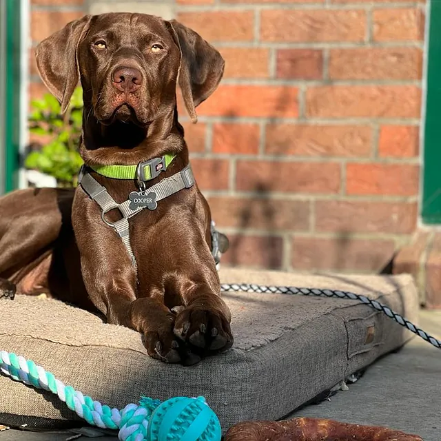 Hund auf einer Terrasse